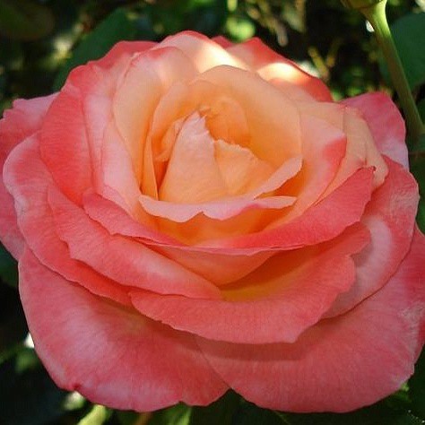 Rosa tea hybrid Frohsinn.jpg