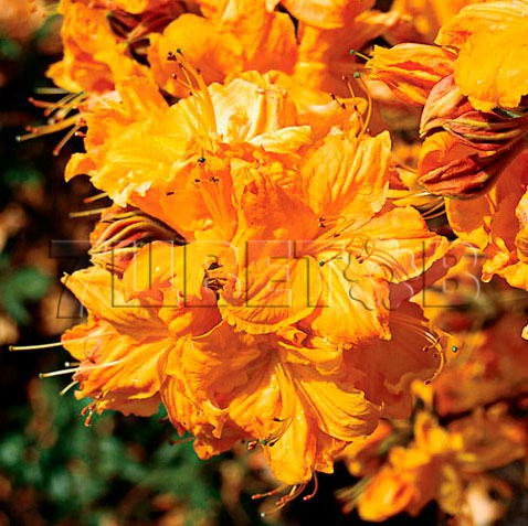 Azalea knap hill Golden Lights  -   -27C 5 ltr 50-60 € 14,56 1 092,11..jpg