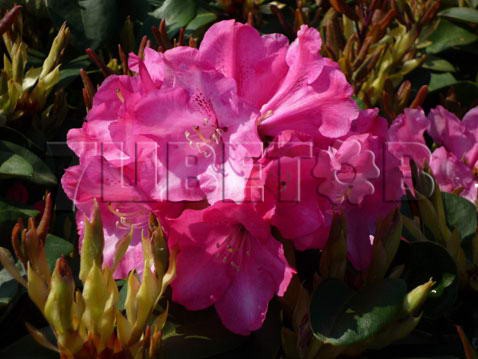 Rhododendron williamsianum Gartendirektor Glocker Рододендрон уильямса Гартендиректор Глокер -22°C 5 ltr 25-30 € 16,37 1 228,05р..jpg
