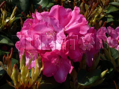 Rhododendron williamsianum Gartendirektor Glocker     -22C 5 ltr 25-30 € 16,37 1 228,05..jpg