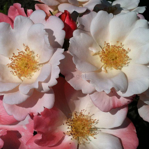 Rosa floribunda Roseromantic.jpg