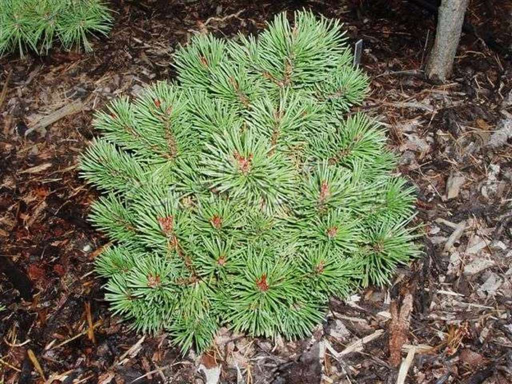  Pinus uncinata Taiga 3 20-30-12,42.jpg