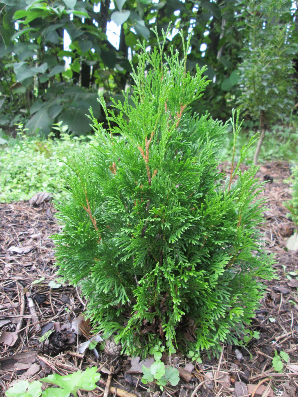 IMG 4614.JPG