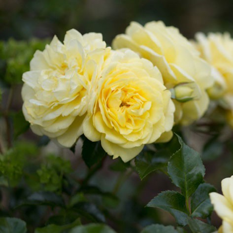 Rosa floribunda Solero.jpg