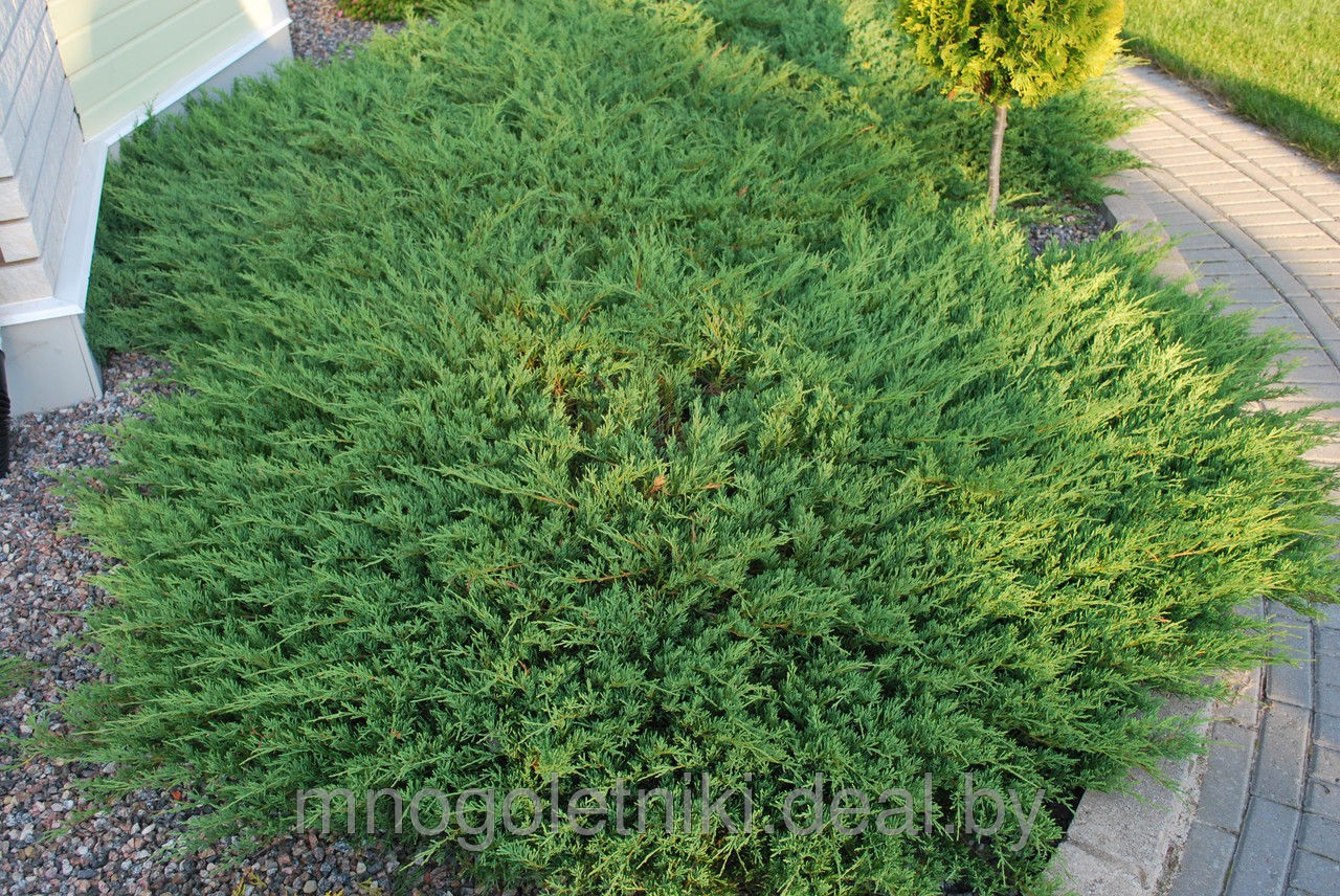 86,7.  Juniperus horizontalis Andorra Compact.jpg