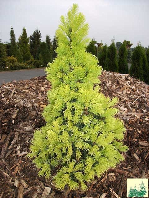 144,8.  Picea glauca Biesenthaler Fruhling_P10,5 rond.jpg