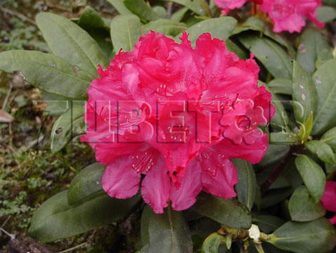 Rhododendron yakushimanum Astrid Рододендрон якушиманский Астрид -24°C 5 ltr 20-25 € 16,37 1 228,05р..jpg