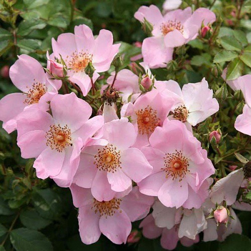 Rosa groundcover Sweet Haze.jpg