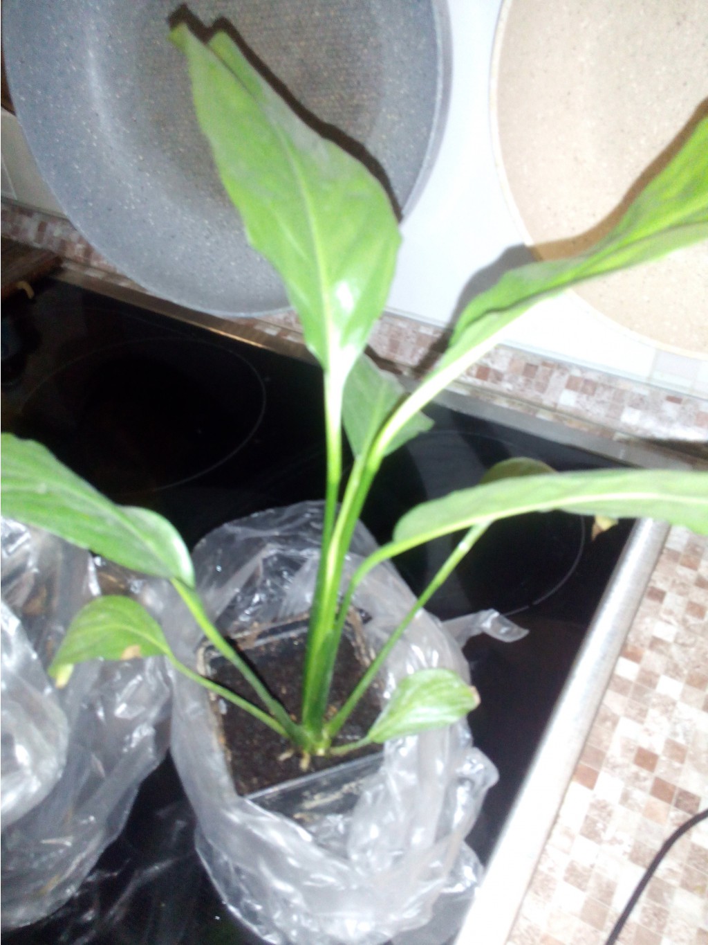 IMG 20161022 083343.jpg