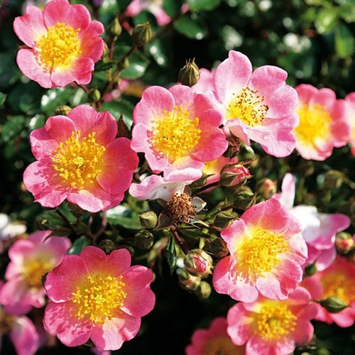 Rosa groundcover Topolina.jpg