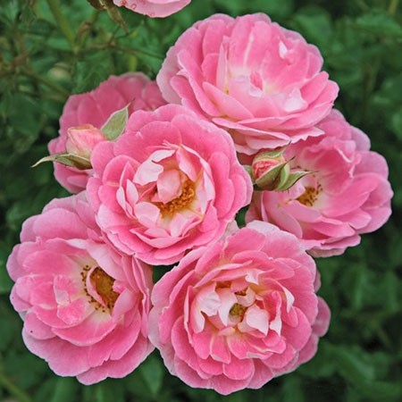 Rosa miniature Flirt 2011.jpg