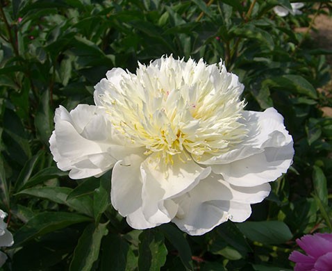 Paeonia lactiflora White Пион молочноцветковый Уайт € 2,29 167,17руб..jpg