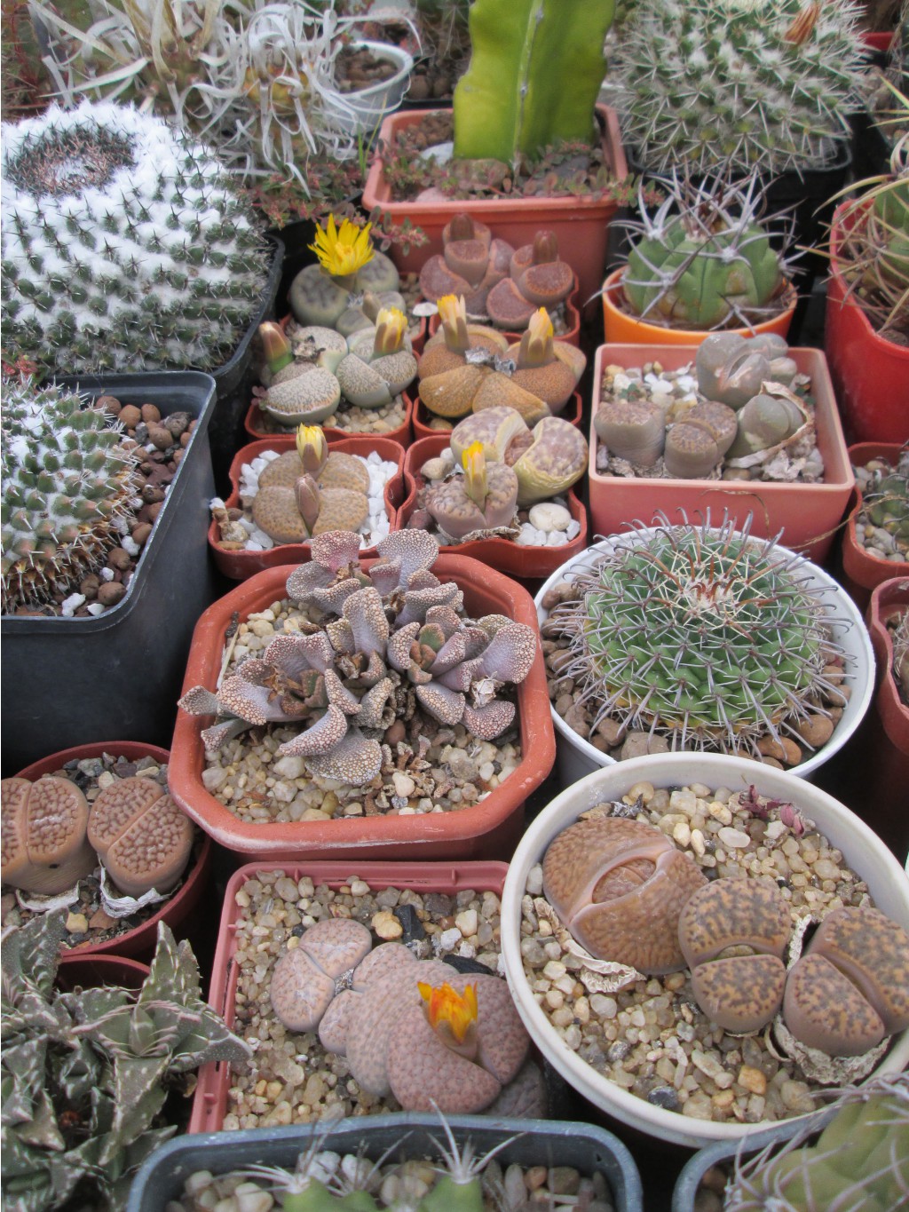IMG 4647.JPG