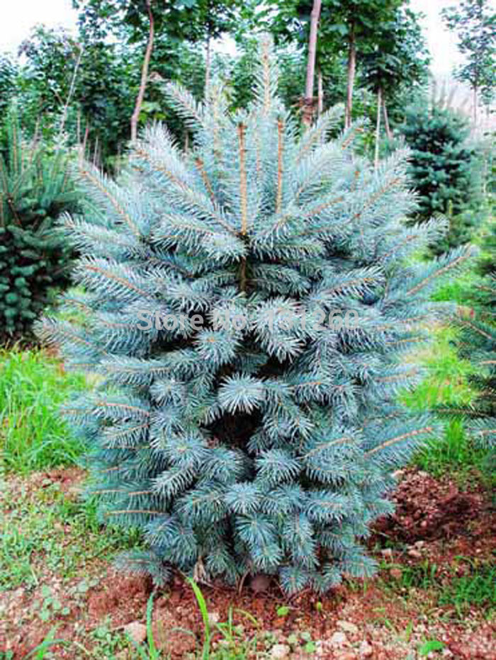 319.  Picea pungens Glauca Super Blue Seedling ( 1,5)