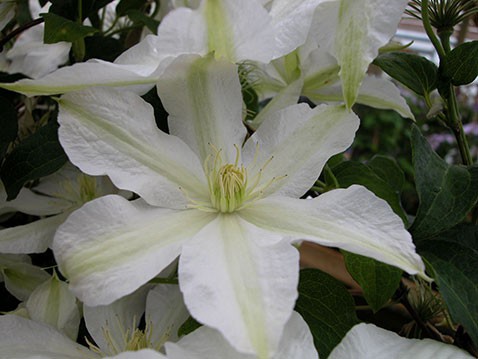 Clematis hybriden Roko-Kolla Клематис гибридный Роко-Колла 3 (сильная) 2 ltr € 6,04 453,21р..jpg