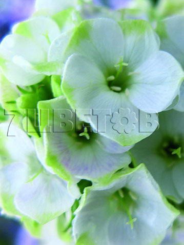 Phlox paniculata Jade    € 1,76 128,48..jpg