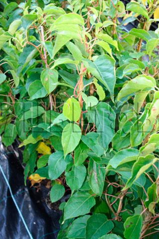 Actinidia arguta Rogow    2 ltr € 5,91 443,08..jpg