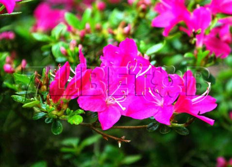 Azalea japonica Kermesina    -22C 1 ltr 8-12 € 4,14 310,49..jpg