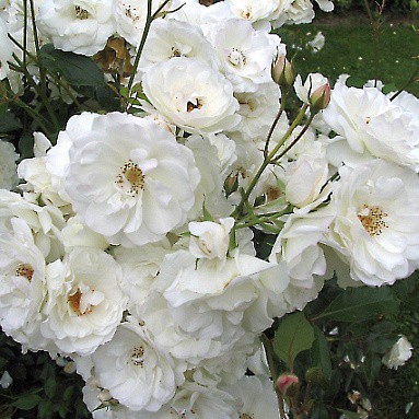 Rosa park Schneewittchen.jpg