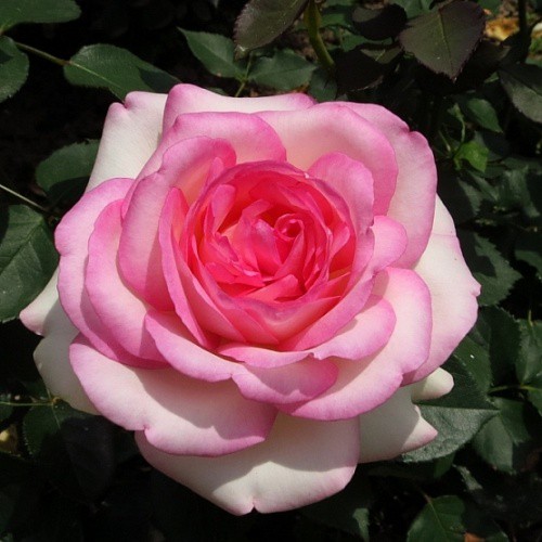 Rosa miniature Biedermeier.jpg