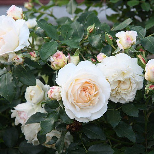 Rosa floribunda Kosmos.jpg