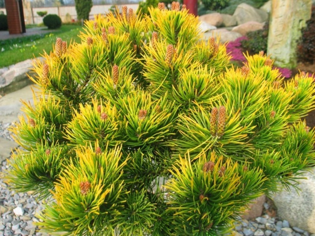  Pinus mugo Winter Gold-477,40.jpg