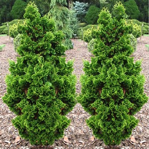 102,5.  Thuja occidentalis Zmatlik.jpg