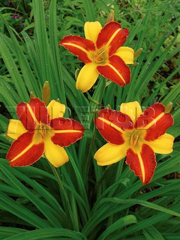 Hemerocallis Frans Hals    € 0,67 48,91..jpg