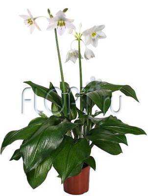 Эухарис Грандифлора 15х75. 932,67 руб.jpg