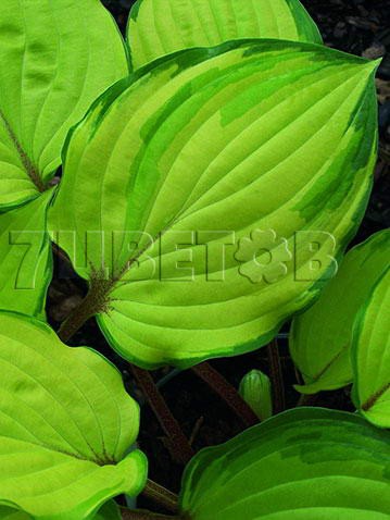 Hosta Paradise Island    € 2,27 165,71..jpg