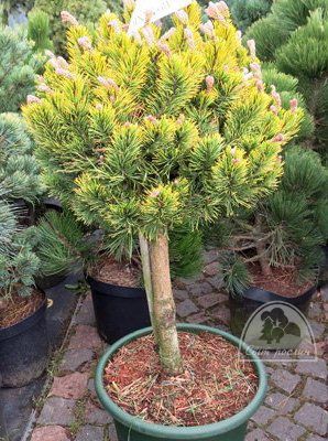 635,8.  Pinus mugo Ophir (50 ).jpg