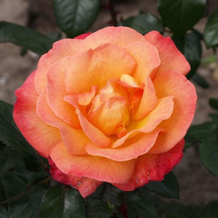 Rosa tea hybrid Bellevue.jpg