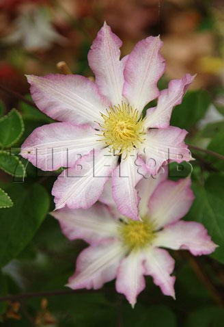 Clematis hybriden Frau Susanne     2 () 2 ltr € 6,04 453,21..jpg