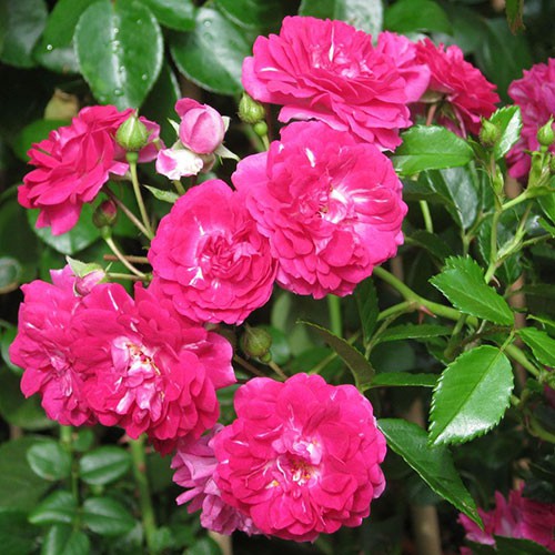 Rosa climbing Super Excelsa.jpg