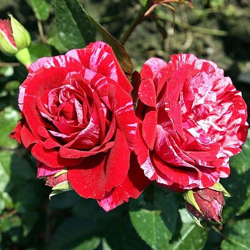 Rosa floribunda Deep Impression.jpg