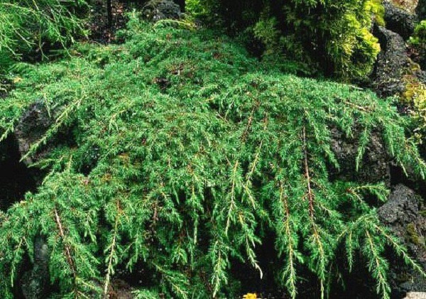 97,2.  Juniperus communis Corielagan.jpg