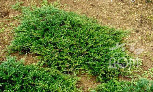 86,7.  Juniperus horizontalis Prostrata.jpg