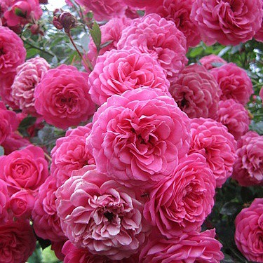 Rosa floribunda Amulett.jpg