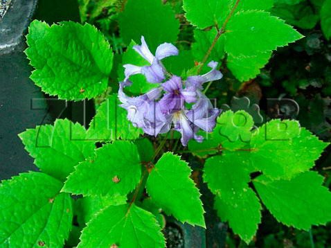 Clematis heracleifolia Cassandra    3 () 2 ltr € 6,57 492,58..jpg