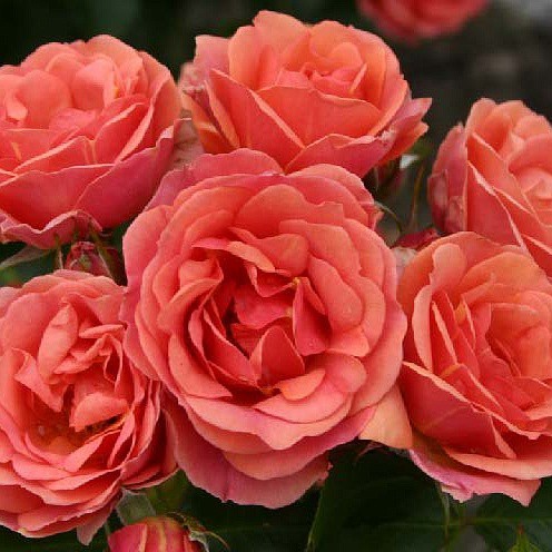 Rosa miniature Mandarin.jpg