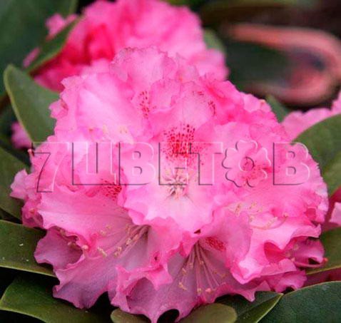 Rhododendron yakushimanum Excelsior    -22C 5 ltr 20-25 € 16,37 1 228,05..jpg