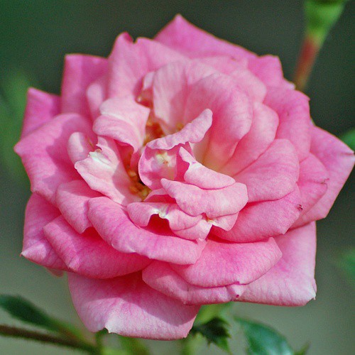 Rosa miniature Sugar Baby.jpg