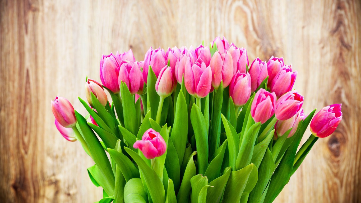 Holidays   International Womens Day Tenderly pink tulips in a bouquet on March 8 097093 .jpg