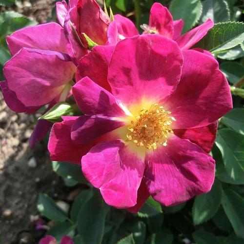 Rosa groundcover Weg Der Sinne.JPG