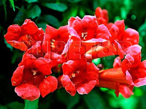 Campsis radicans Gabor    2 ltr € 6,06 454,33..jpg