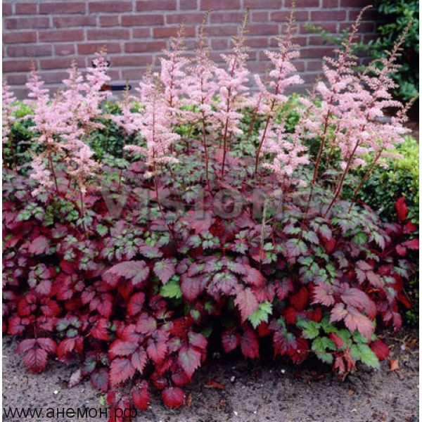 Astilbe Color FlashАстильба Колор Флеш€ 1,44 105,12 ₽.jpg