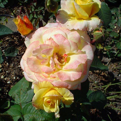 Rosa tea hybrid Canary.jpg