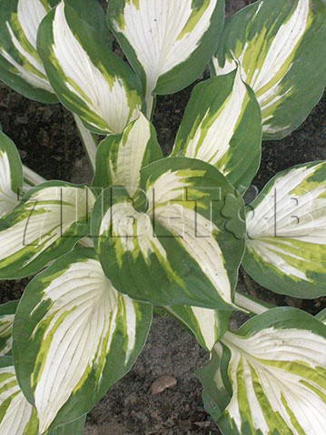 Hosta Enterprise   € 2,27 165,71..jpg