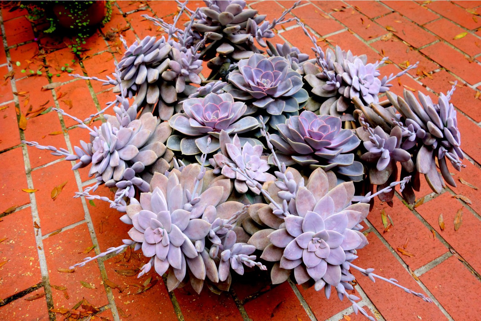      ( Echeveria 'Perle von Nurnberg' )