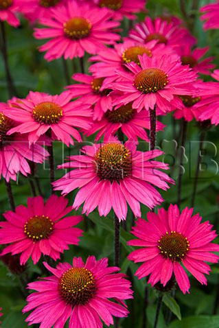 Echinacea purpurea Sensation Pink     € 2,85 208,05..jpg